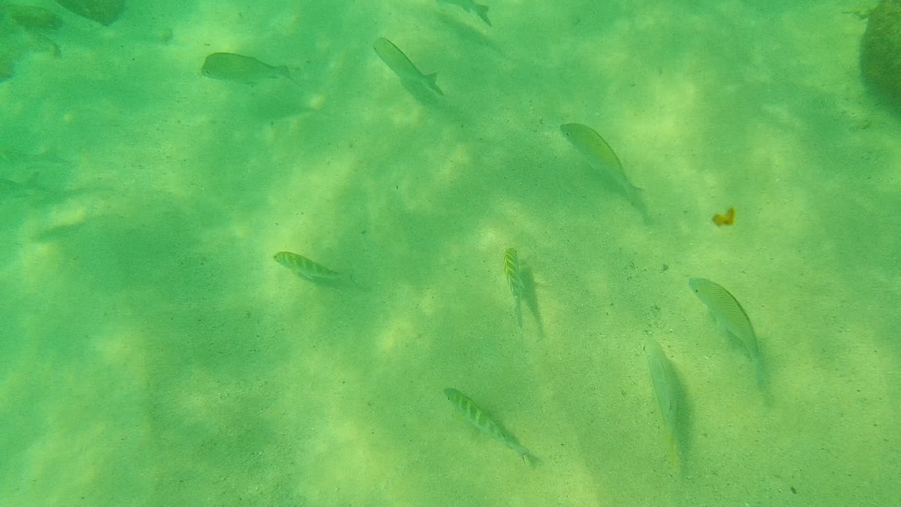 Several small fish move across green clear water above the sandy ocean floor at Palmilla Los Cabos, with soft sunlight patterns and no visible people.