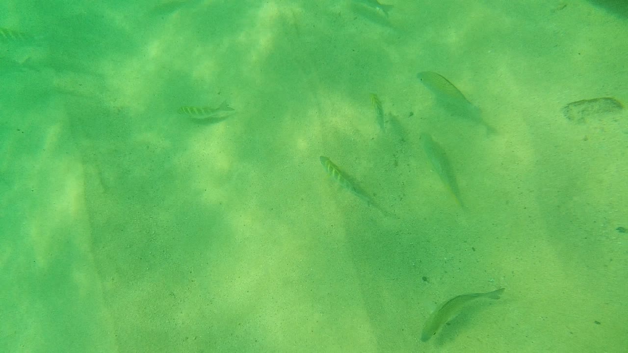 Fish silhouettes appear at different depths over the sandy seabed in Palmilla Los Cabos, with green water and dappled light across the frame and no visible people.