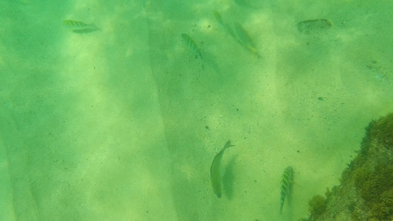 Small fish swim over pale sand while a darker algae-covered rock or seaweed edge enters the right side of the Palmilla Los Cabos underwater frame, with no visible people.
