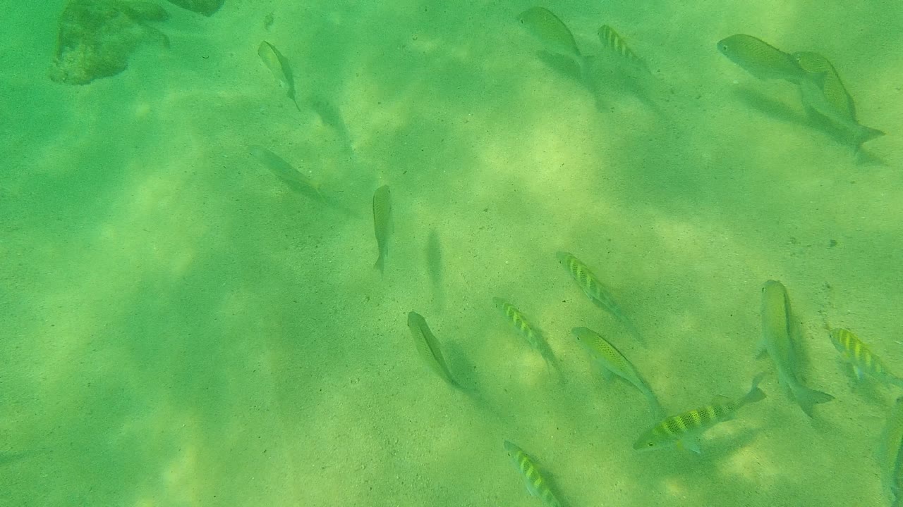 Small striped fish swim through clear green shallow water over a sandy bottom in Palmilla Los Cabos, with a dark rock near the upper left and no visible people.