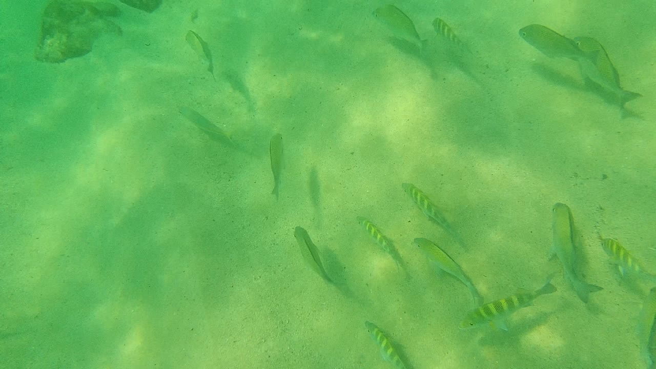 Fish spread across sandy bottom in clear green water