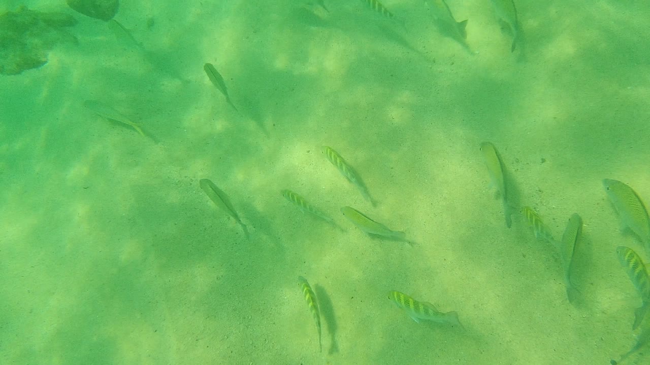 Striped and plain small fish cross clear green water above sand in Palmilla Los Cabos, with darker rocks near the top edge and no visible people.