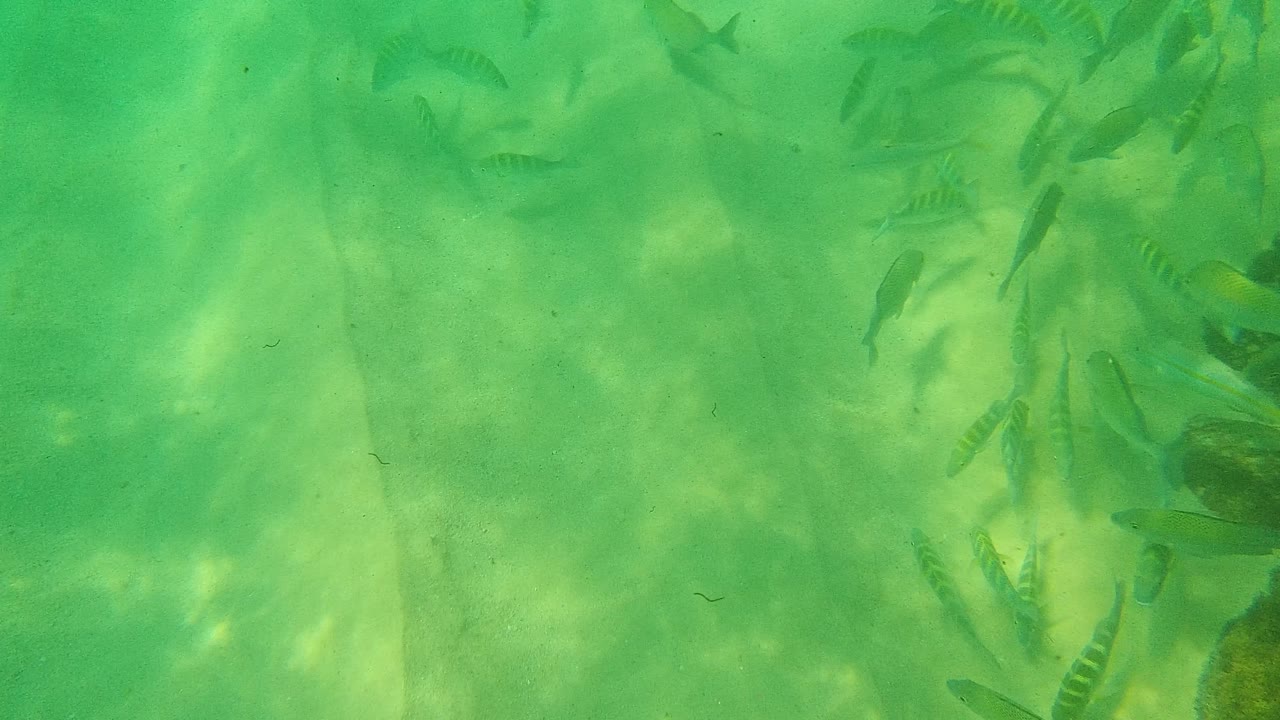 Small fish in green shallow water over a sandy bottom.