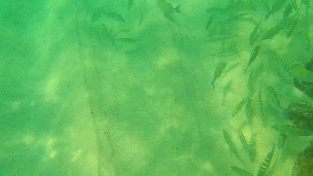 Several small fish appear across the upper and lower portions of the green shallow water in Palmilla Los Cabos, Mexico, above a sunlit sandy bottom with no visible people.