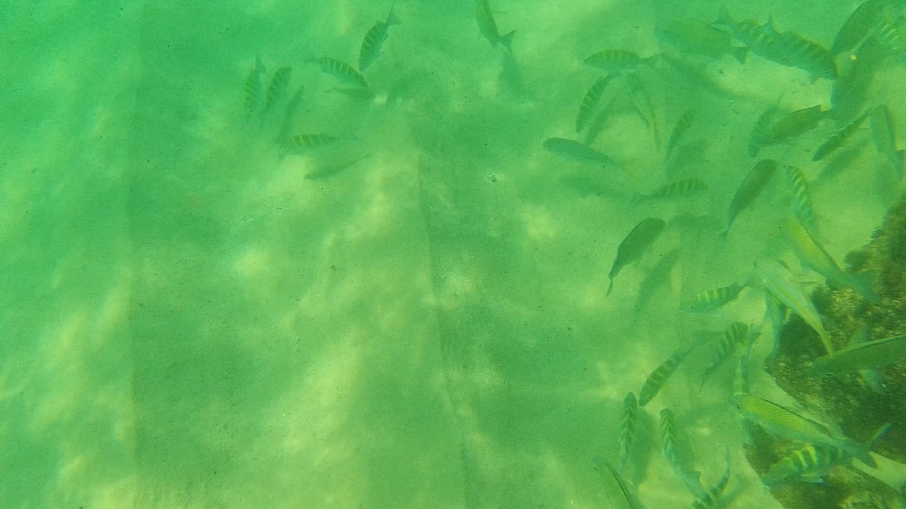 A loose cluster of small fish gathers toward the right side of the frame in Palmilla Los Cabos, Mexico, while sunlight patterns cross the sandy floor and no people are visible.