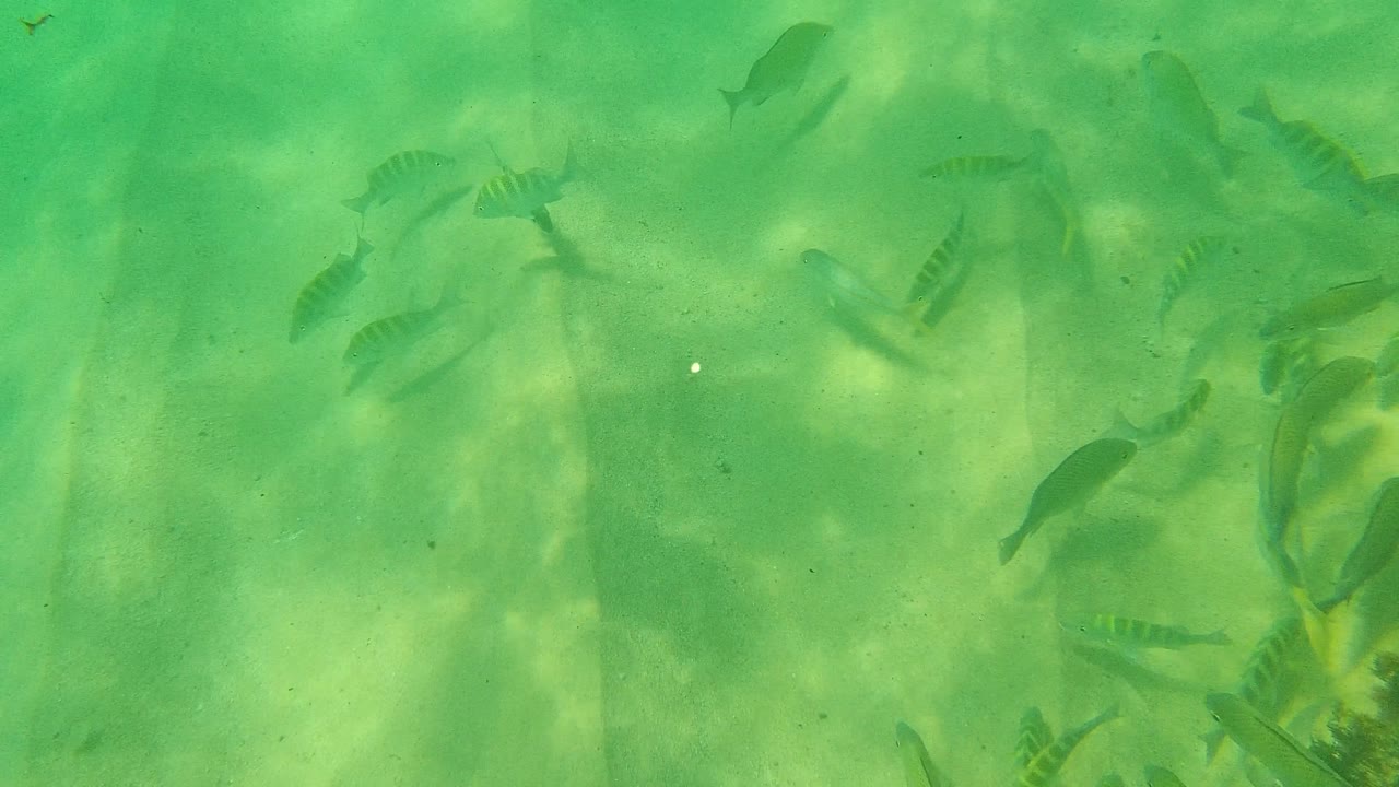 A loose school of small fish spreads across green-tinted shallow water in Palmilla Los Cabos, Mexico, with a pale sandy bottom and no visible people.
