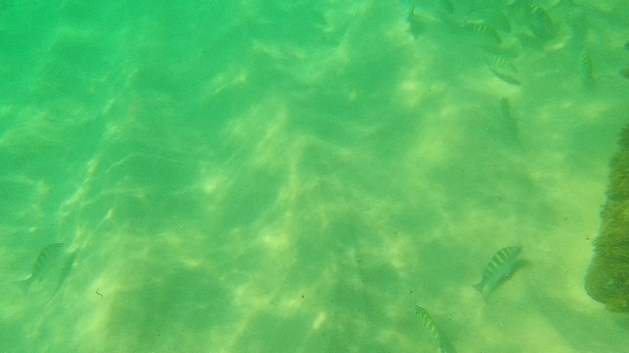 Small fish over green shallow water and sandy seabed