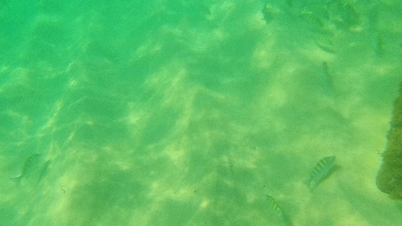 Palmilla Los Cabos underwater frame with scattered small fish crossing pale sand beneath rippled green water and no visible people.