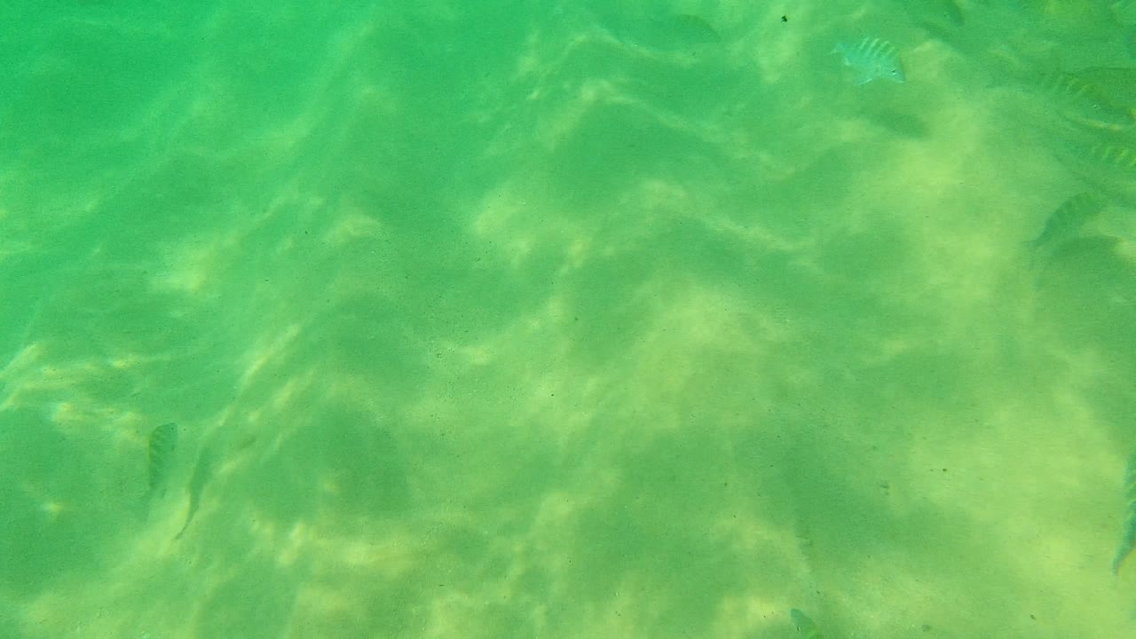 Underwater view from Palmilla Los Cabos with small fish around a darker vertical underwater shape over sand, green water, and no visible people.