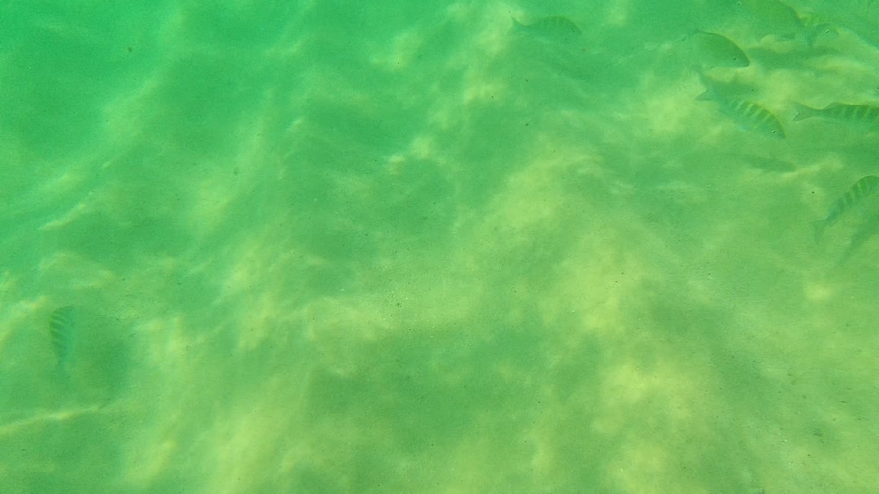 Palmilla Los Cabos underwater frame with small fish spread across the upper and right areas of a green sandy seabed, with no visible people.