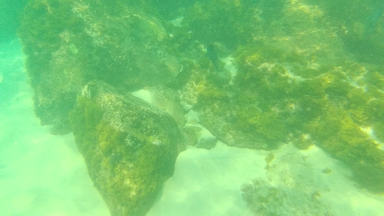 Algae-covered underwater rocks above pale sand in green water.