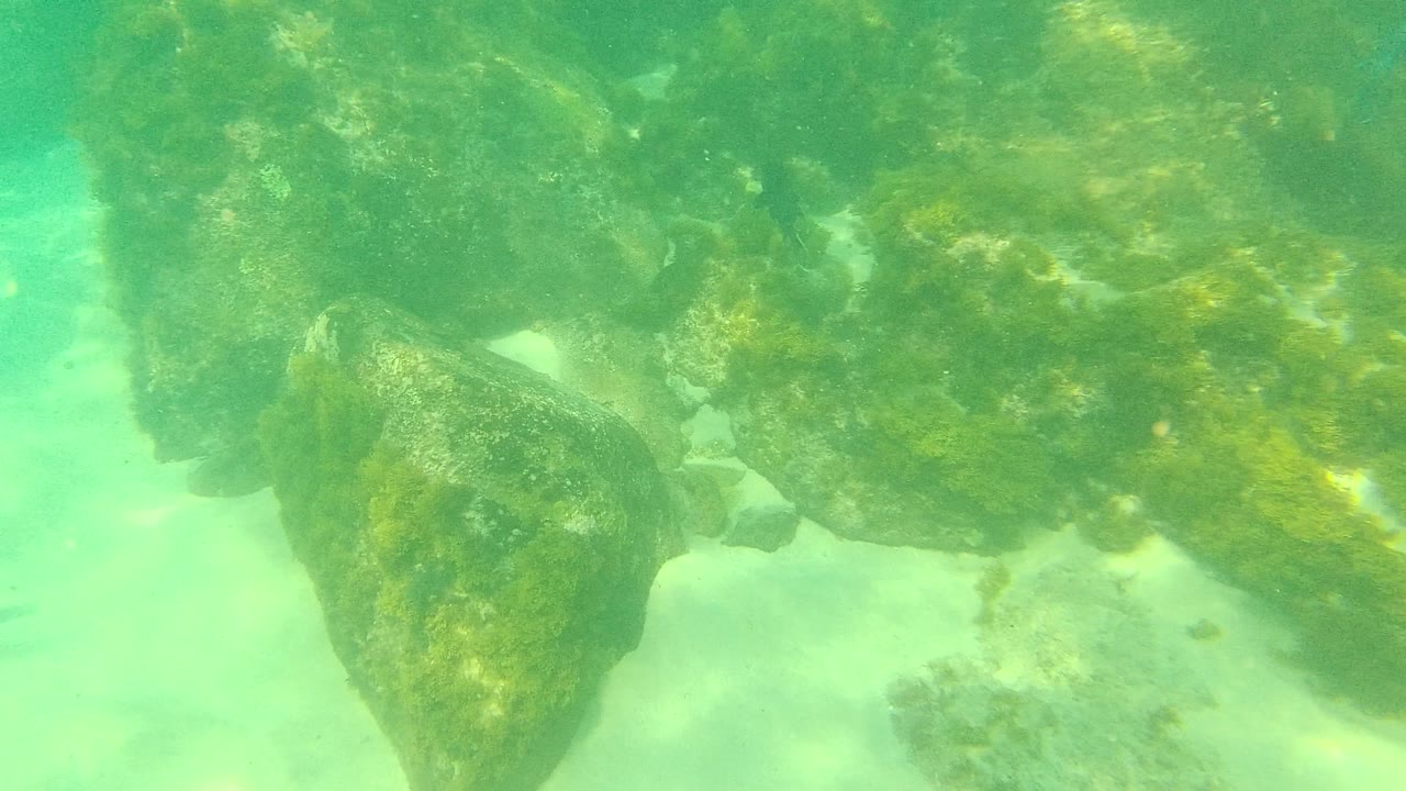 Large algae-coated rocks sit over a sandy ocean floor in Palmilla Los Cabos, Mexico, with green water haze and no visible people.