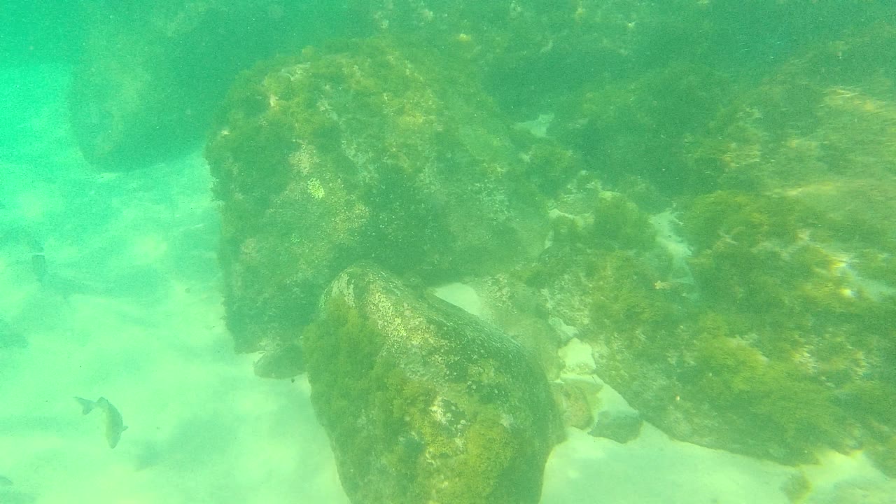 A few small fish appear beside algae-covered rocks in Palmilla Los Cabos, Mexico, with pale sand behind them and no visible people.