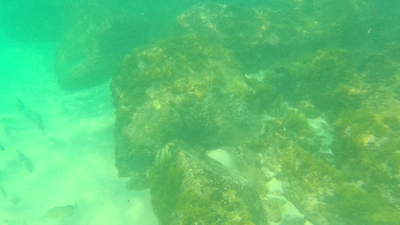Underwater rocks covered with algae frame the scene in Palmilla Los Cabos, Mexico, as small fish pass near the sandy bottom with no visible people.