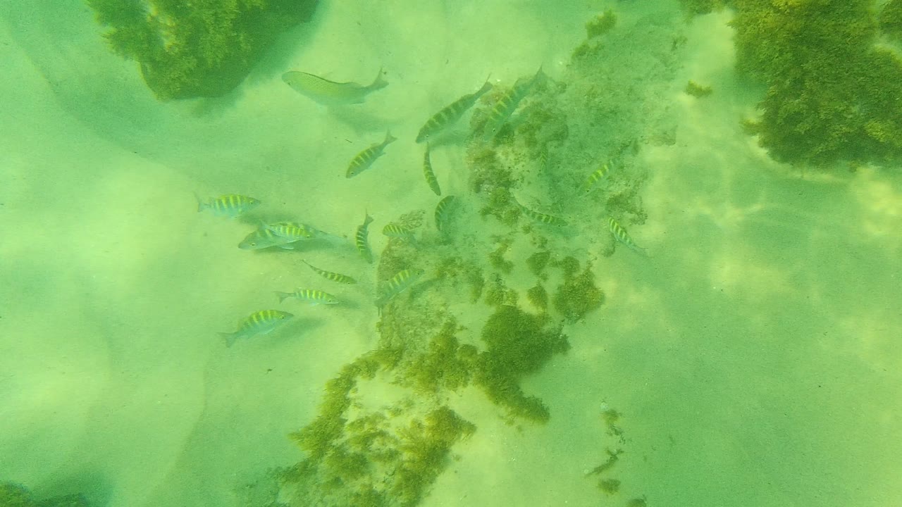 Small striped fish over pale sand beside algae-covered rocks