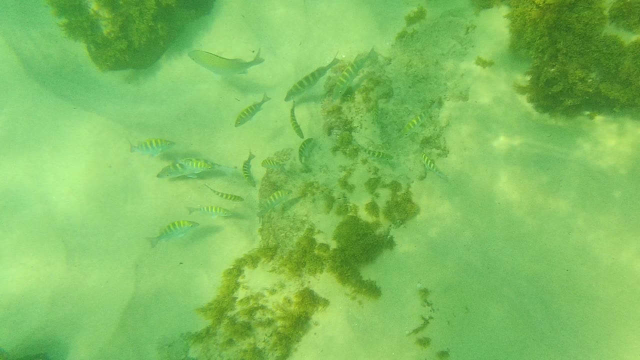 Several striped fish move through clear green water around pale sand and rounded algae-covered rocks in Palmilla Los Cabos, with no visible people.