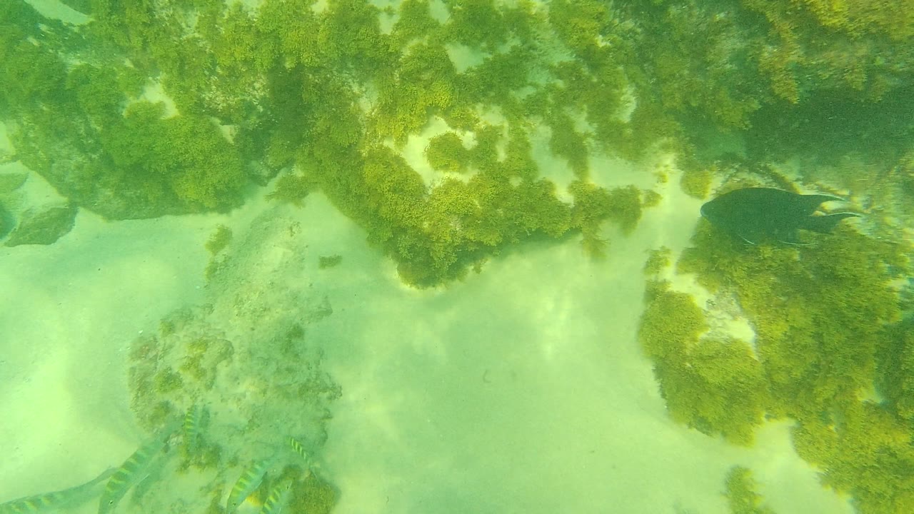 Algae-covered rocks and pale sandy bottom dominate the underwater view in Palmilla Los Cabos as a few fish remain near the right side, with no visible people.
