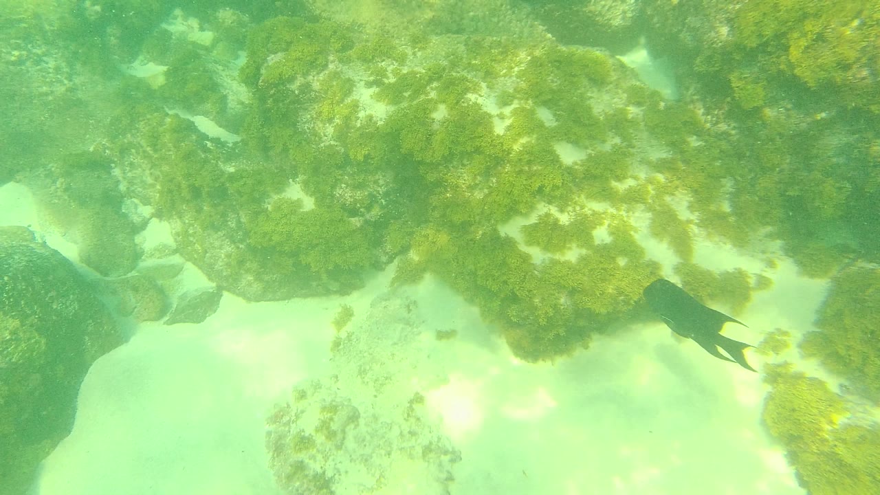The frame looks across large algae-coated rocks, pale sand pockets, and green shallow water at Palmilla Los Cabos, Mexico, with no visible people.