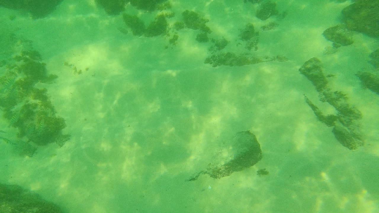 Palmilla Los Cabos underwater frame with several dark rocks on pale sand, soft green water, small fish near the rocks, and no visible people.