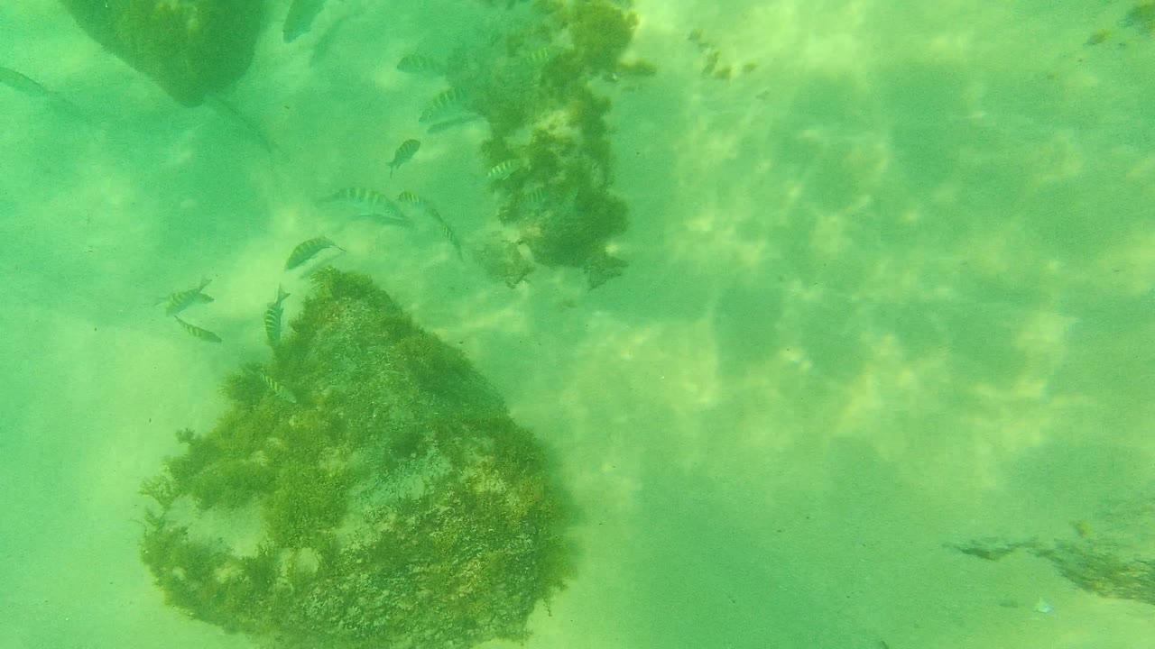 Underwater view at Palmilla Los Cabos with a larger algae-covered rock on the right, smaller fish nearby, pale sand below, and no visible people.