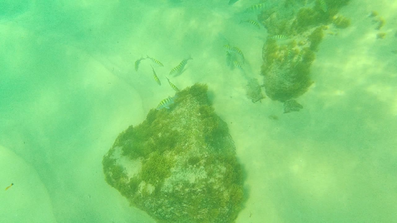 Palmilla Los Cabos underwater frame with a prominent algae-covered rock in the lower left, striped fish around it, green water, and no visible people.