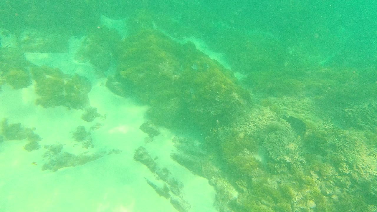 Green underwater seabed with algae-covered rocks and sandy patches.