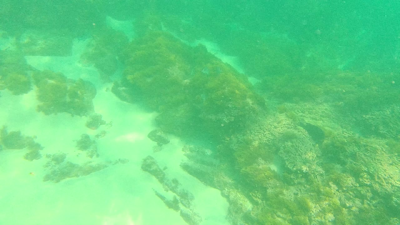 Palmilla Los Cabos underwater frame with a broad algae-coated rock shelf crossing pale sand channels under green water, no visible people.