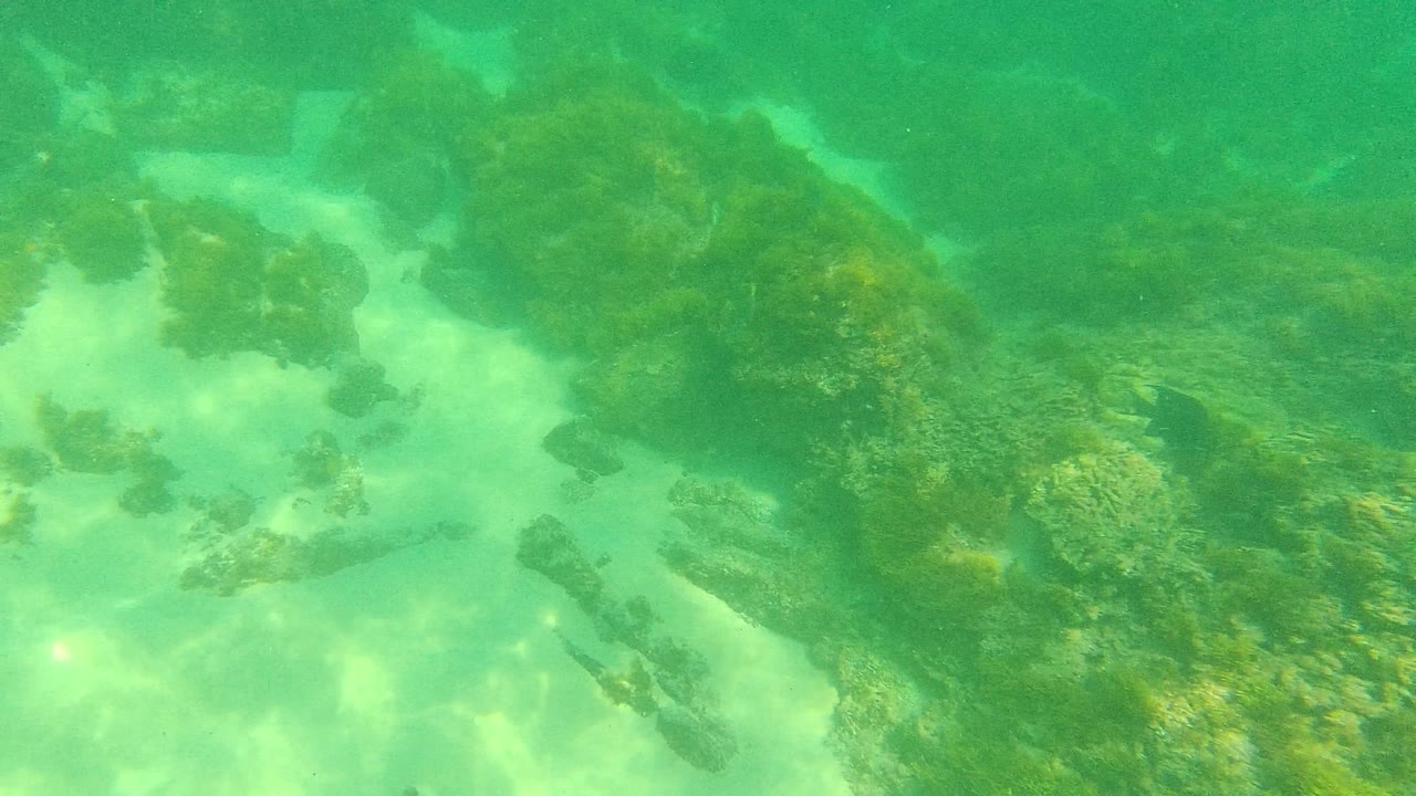 Underwater Palmilla Los Cabos seabed with scattered dark rocks, algae patches, and brighter sand lit by shifting surface reflections, no visible people.