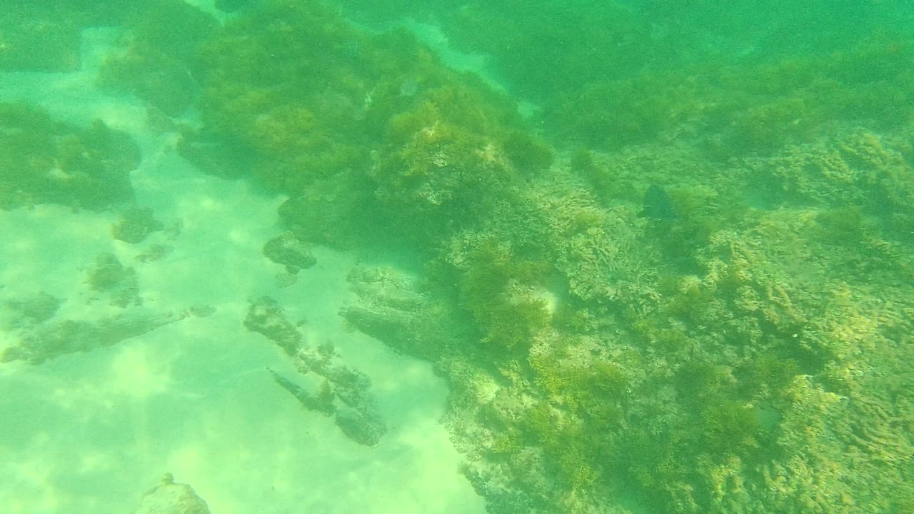 Green underwater frame from Palmilla Los Cabos with algae-covered reef rocks filling the midground and pale sand visible around them, no visible people.