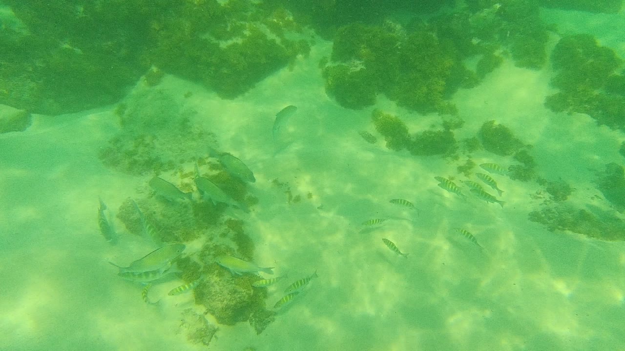 At Palmilla Los Cabos, small fish swim over pale sand and dark rocks in green underwater light, with no visible people.