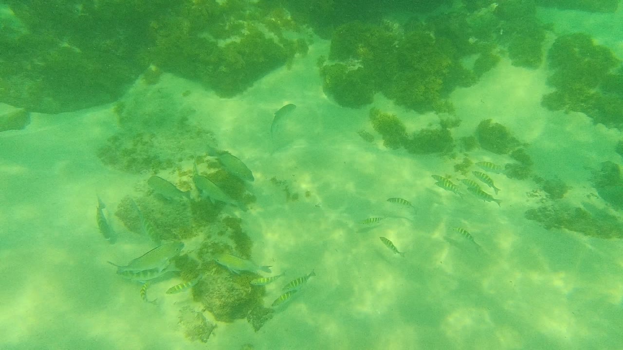 At Palmilla Los Cabos, fish gather around a central rock cluster on the sandy seabed under filtered sunlight, with no visible people.