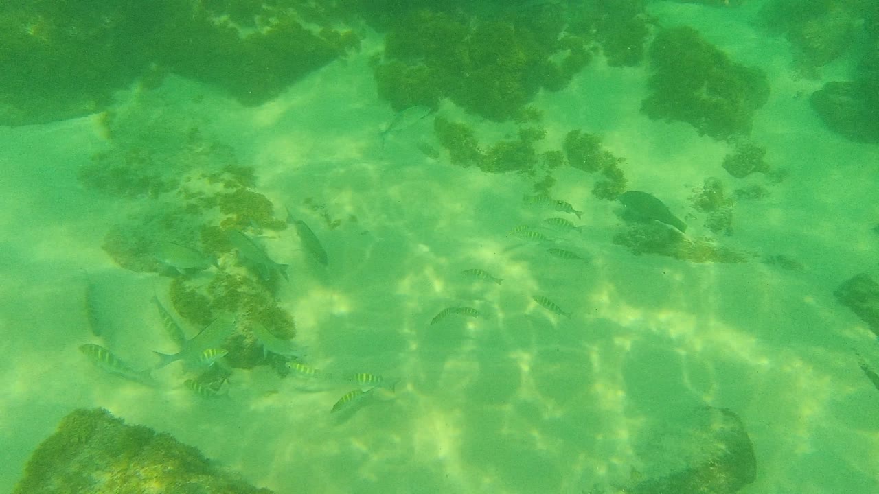 At Palmilla Los Cabos, small fish appear between darker rocks and pale sand as sunlight patterns cross the underwater floor, with no visible people.