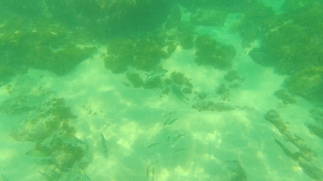 Rocky seabed with small fish scattered through green water.
