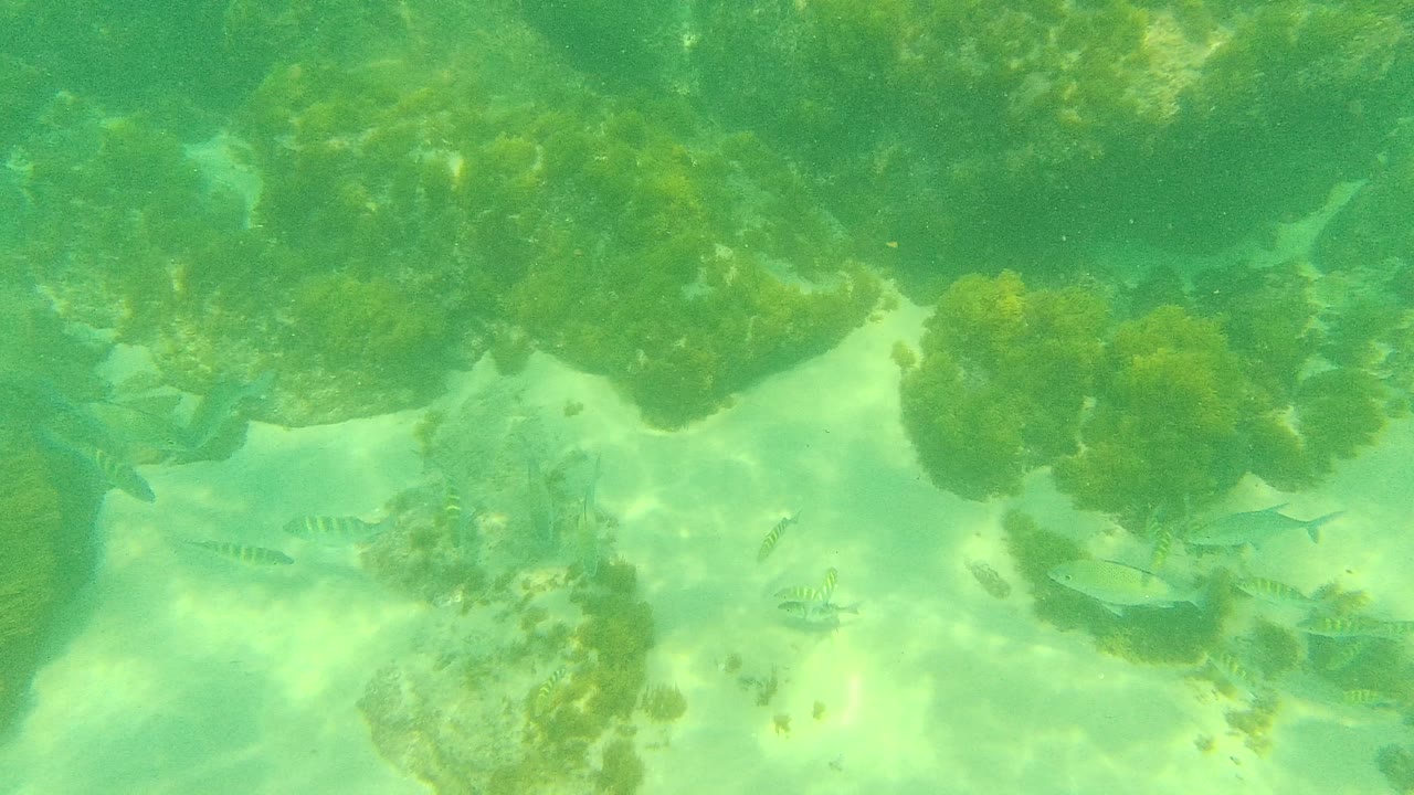Small fish over algae-covered rocks and sandy seabed in green water.