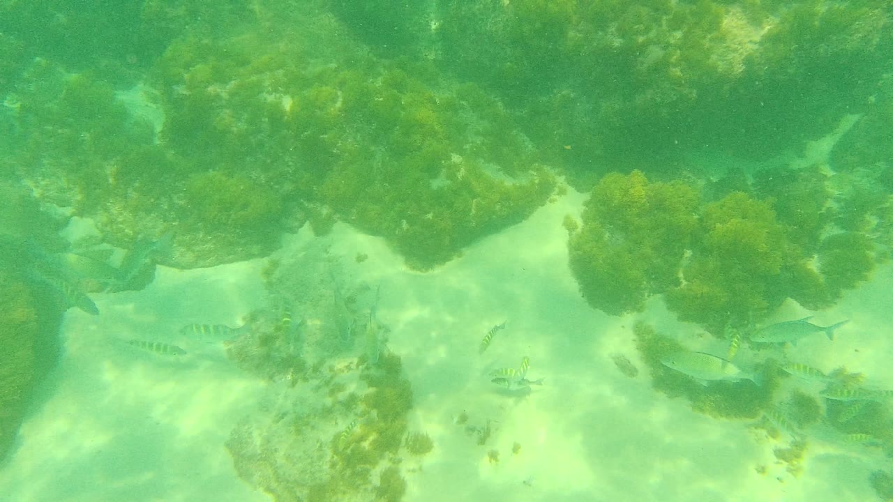 Several small fish pass along the edge of dark algae-covered rocks and sandy bottom in Palmilla Los Cabos, with no visible people.