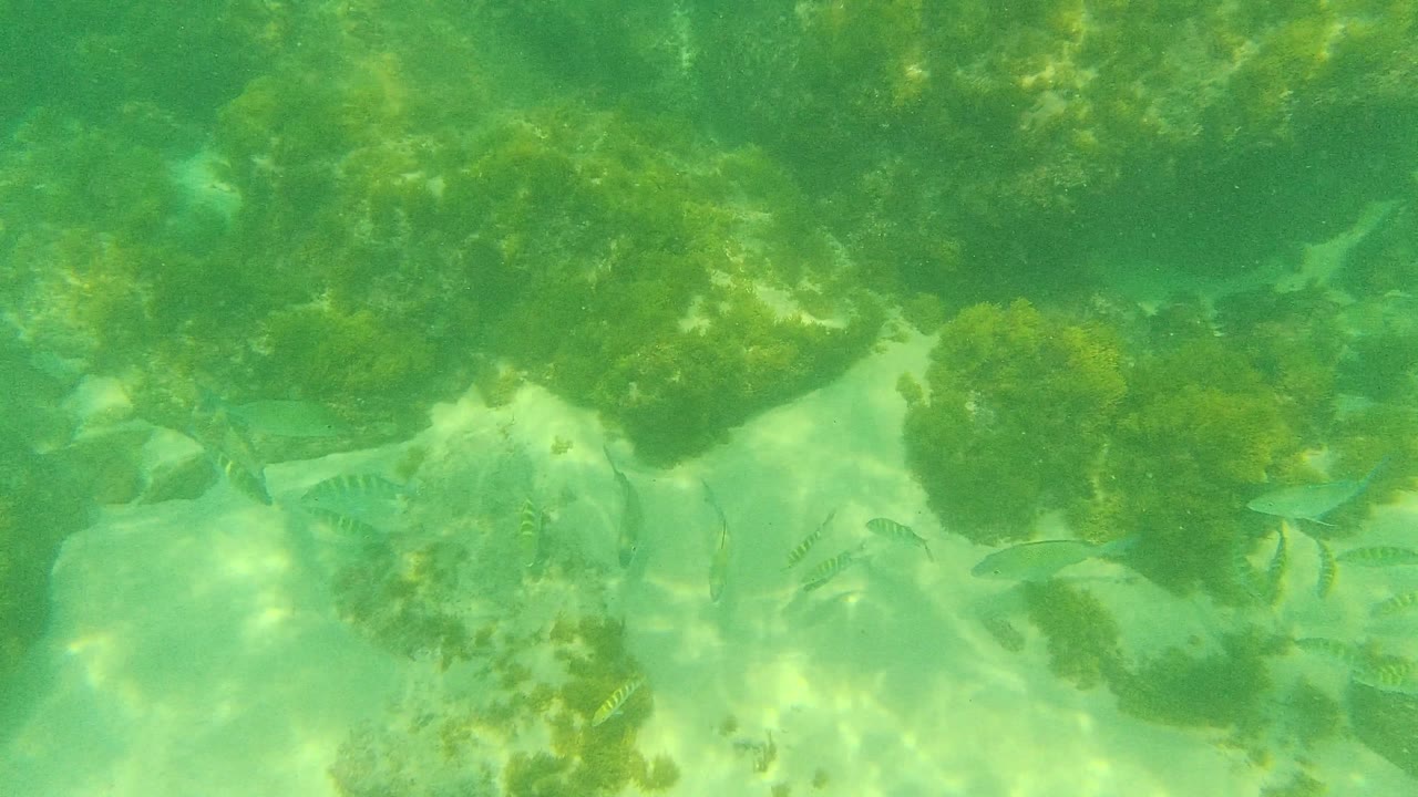 A mix of small fish, including striped fish, appear near algae-covered rocks and pale seabed in the Palmilla Los Cabos underwater view, with no visible people.