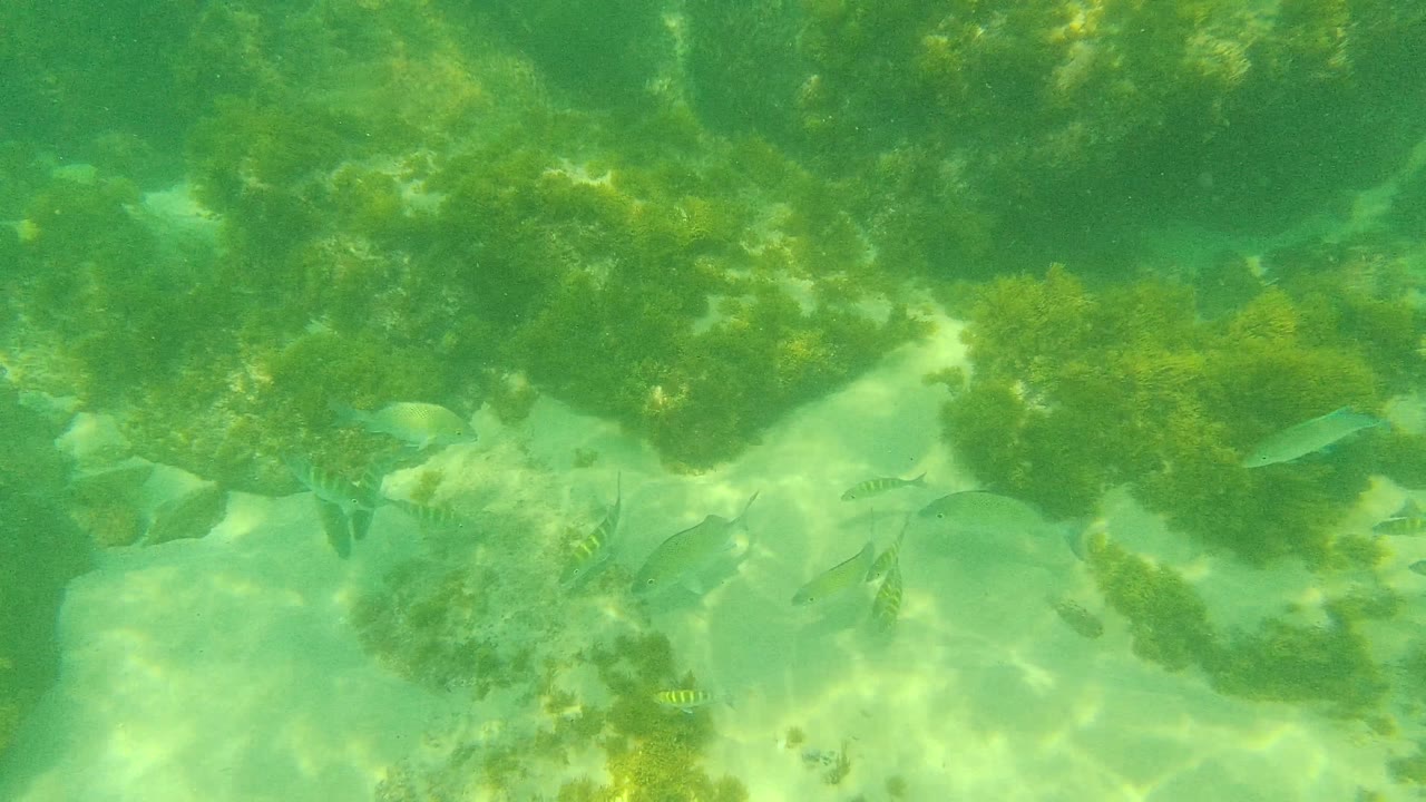 Small fish gather around green algae and irregular rocks over a sandy seabed in Palmilla Los Cabos, with no visible people.