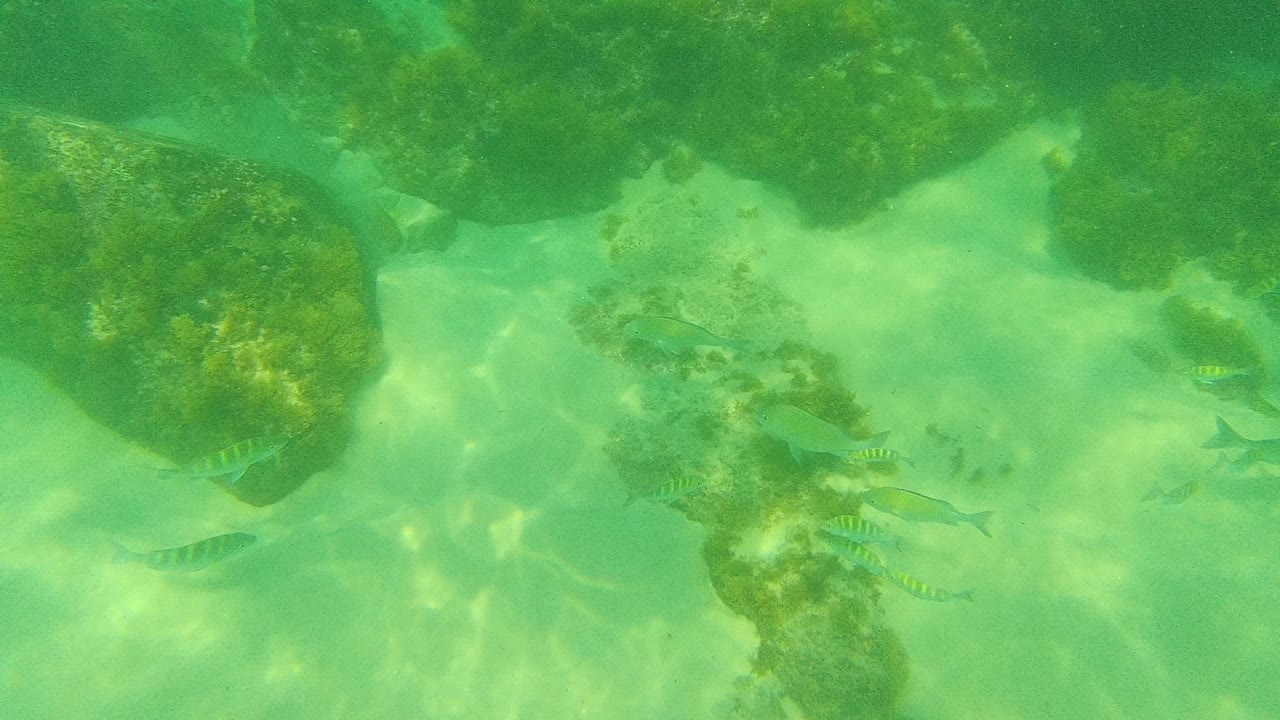 Striped fish near underwater rocks and sandy bottom