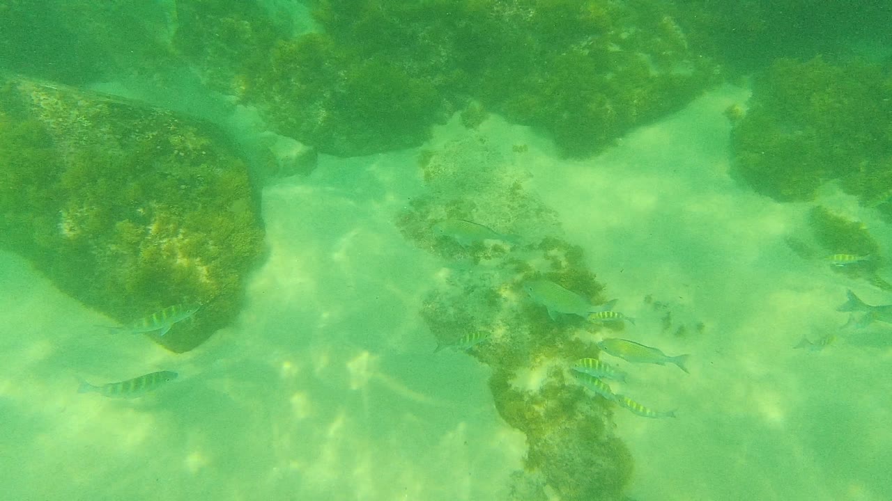 At 0:01, several small fish appear around the central rocks and sandy patches in Palmilla Los Cabos, with wavering sunlight and no visible people.