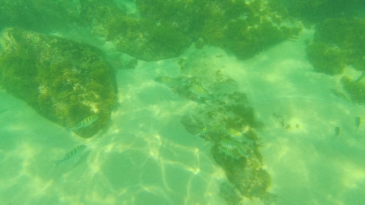 At 0:02, striped fish cluster near the lower rocks while larger dark rocks fill the top of the Palmilla Los Cabos frame, with no visible people.