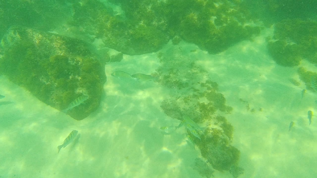 At 0:03, fish pass near a rock ledge and pale sand while sunlight patterns brighten the green water in Palmilla Los Cabos, with no visible people.