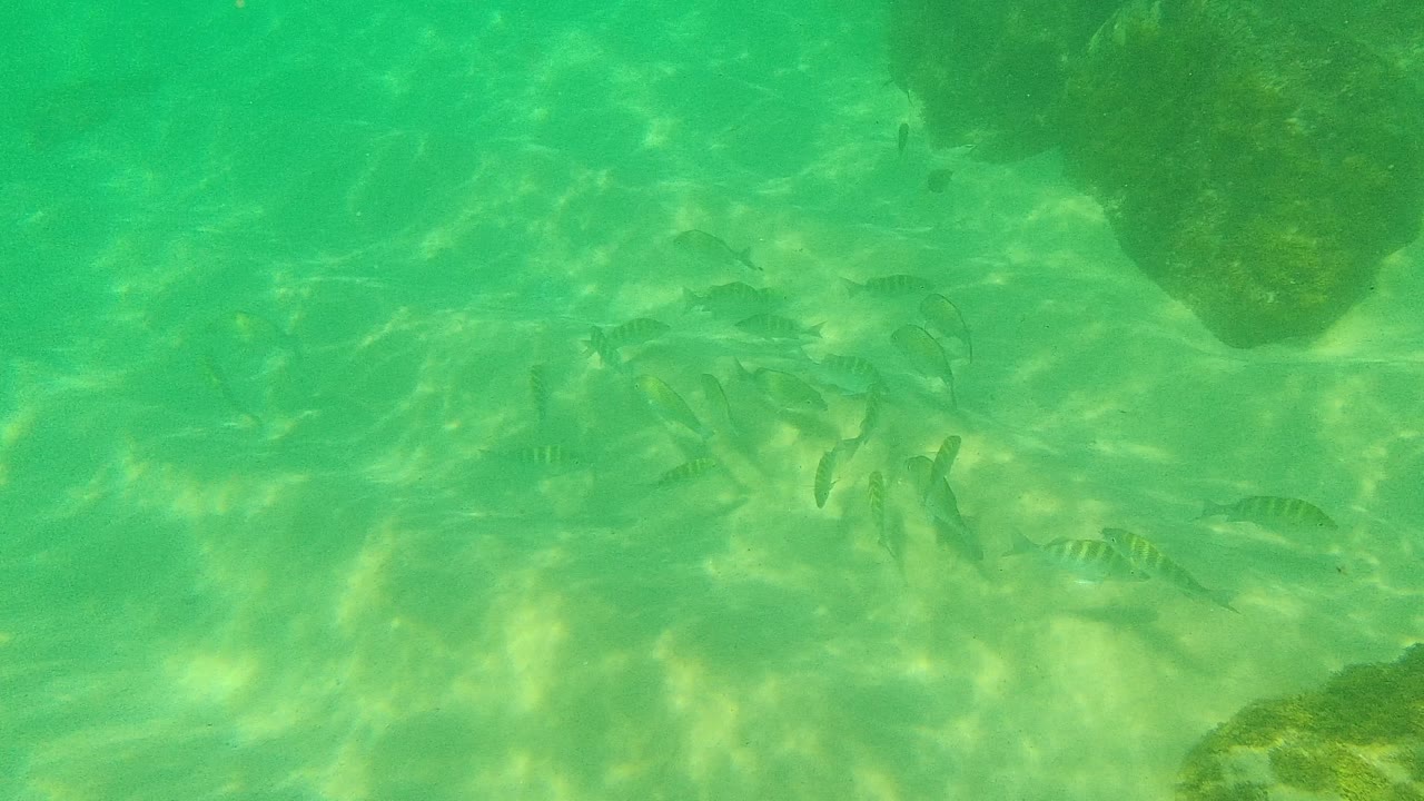 Small striped fish swim in clear green water above a sandy rocky seabed in Palmilla Los Cabos, Mexico, with no visible people.