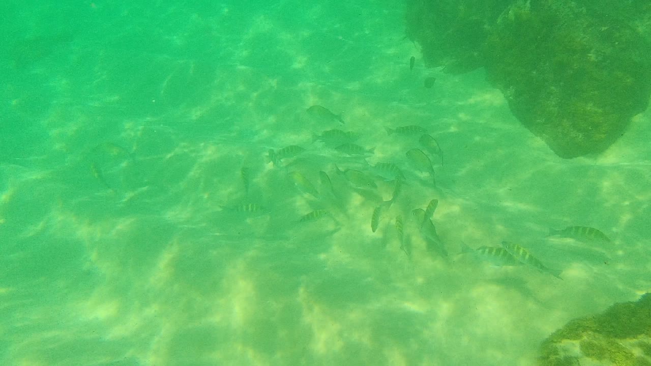 A small school of striped fish holds near scattered rocks and pale sand in Palmilla Los Cabos underwater footage, with no visible people.