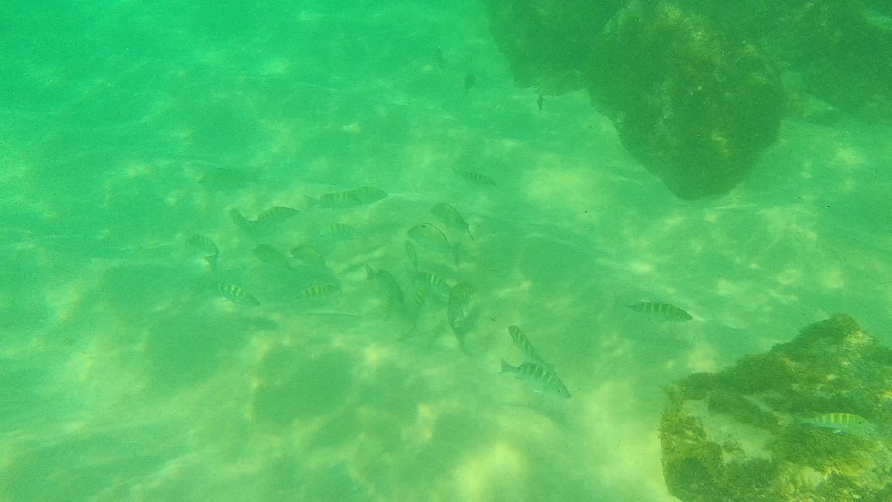 Striped fish spread across the sandy seabed beside algae-dark rocks in green Palmilla Los Cabos water, with no visible people.