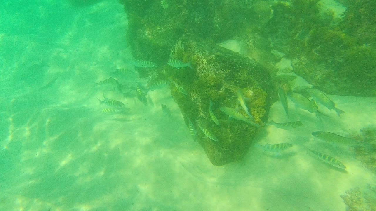 A loose school of small fish swims around a large algae-covered rock in Palmilla Los Cabos, with bright rippled light on the sand and no visible people.