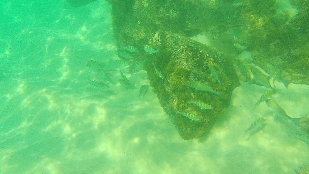 Fish spread farther across the frame beside the rocky seabed in Palmilla Los Cabos, with pale sand and green water filling the open left side and no visible people.