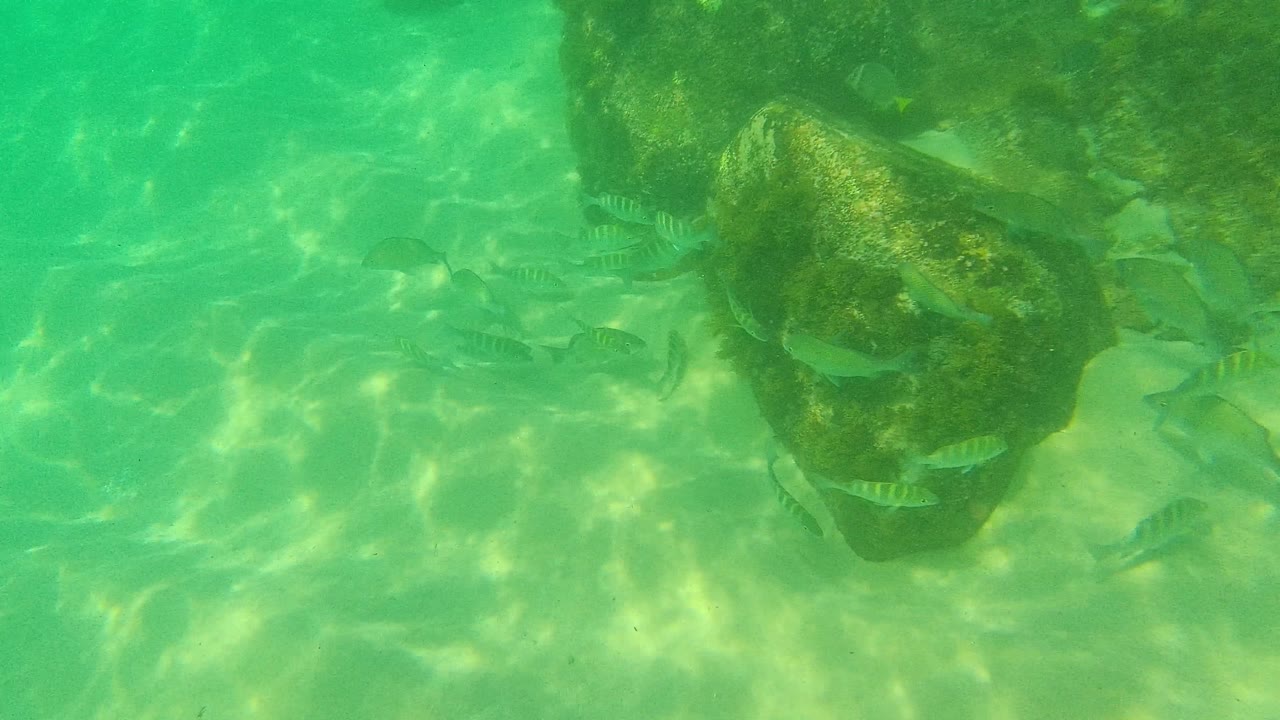 Several small fish cross in front of a rounded underwater rock in Palmilla Los Cabos, with sandy bottom visible through green water and no visible people.
