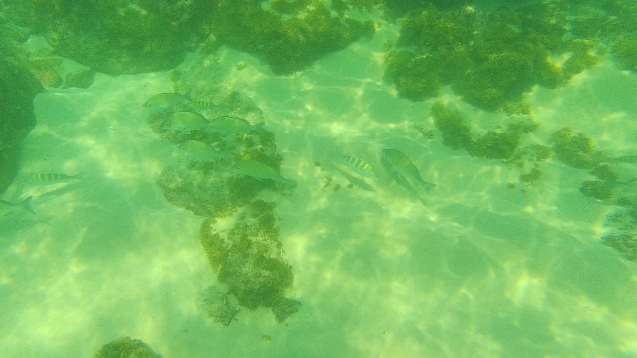 Small fish swim near algae-covered rocks in clear green water at Palmilla Los Cabos, Baja California Sur, with no visible people.