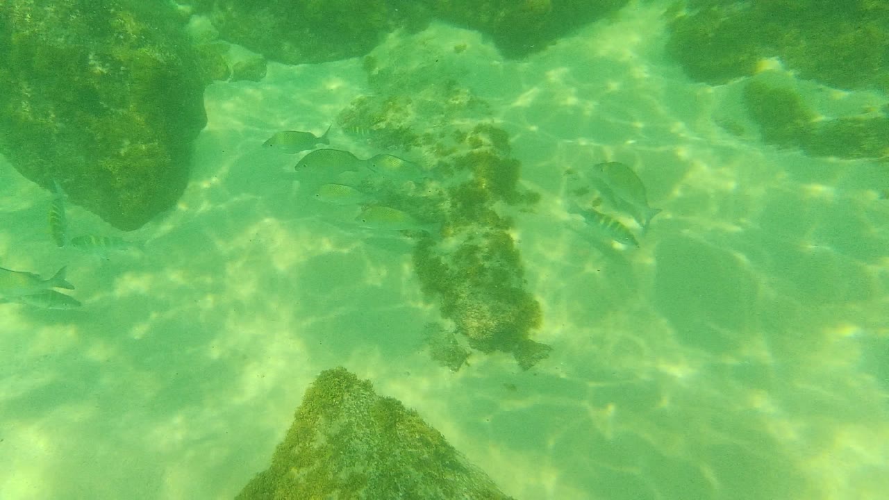 Several small fish gather near a central rock while sunlight breaks across the green shallow seabed at Palmilla Los Cabos, with no visible people.