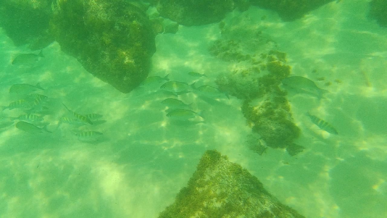 Fish drift across the lower half of the frame while larger submerged rocks hang near the top in green Palmilla Los Cabos water, with no visible people.
